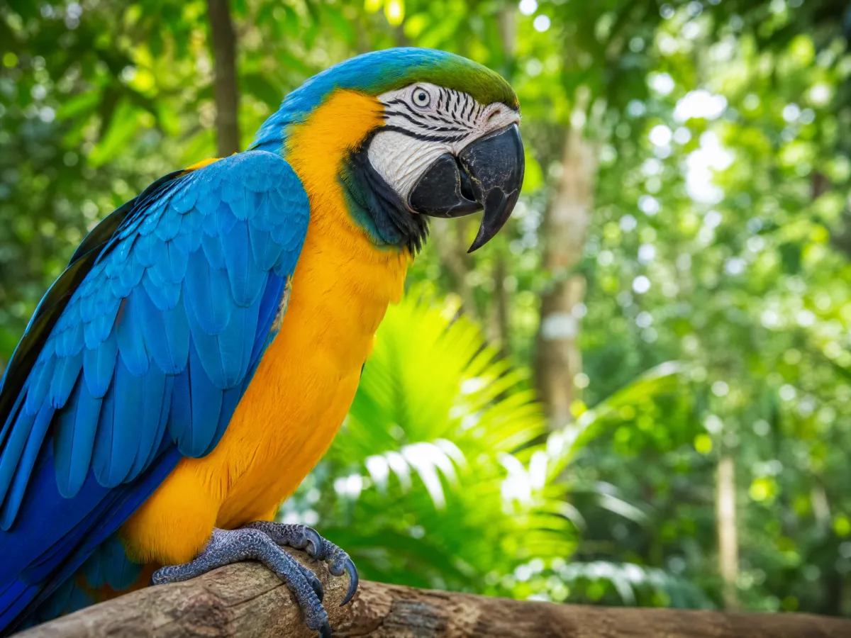 Parque das Aves em Foz do Iguaçu: ingresso, preço e o que ver