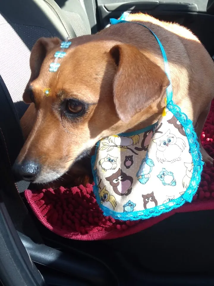 Foto de Clínica Veterinária Arca de Noé