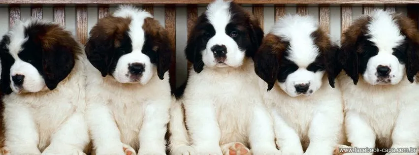 Foto de PET TOTAL Estética Animal e Clínica Veterinária
