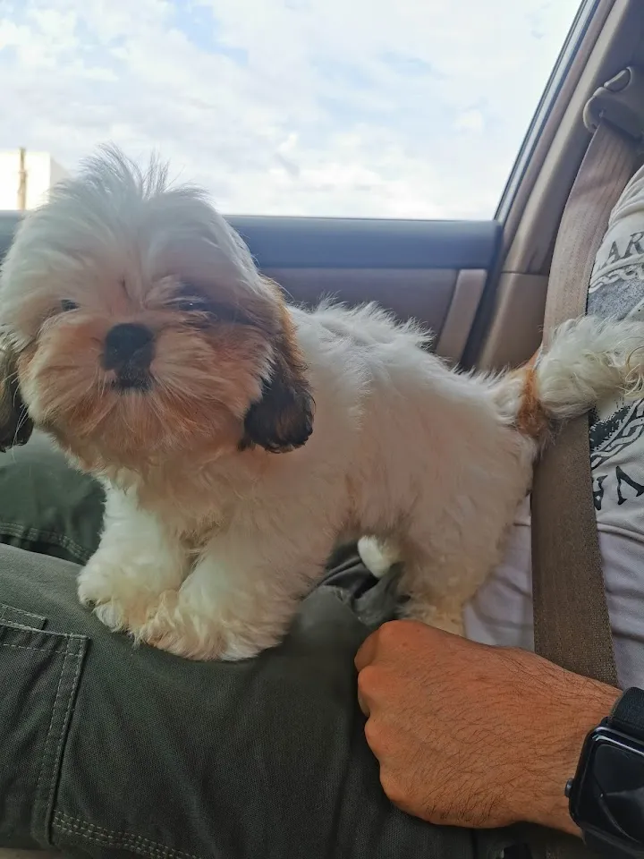 Foto de Visionvet Oftalmologia Veterinária