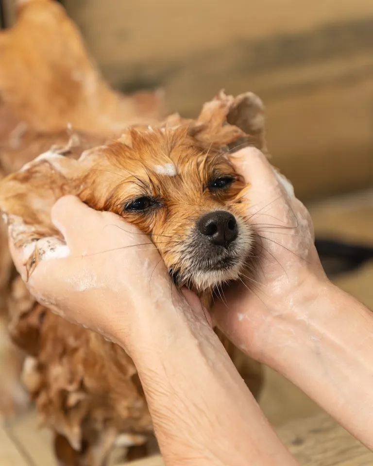 Foto de Bardô Pet Care - Pet Shop em Foz do Iguaçu Parana