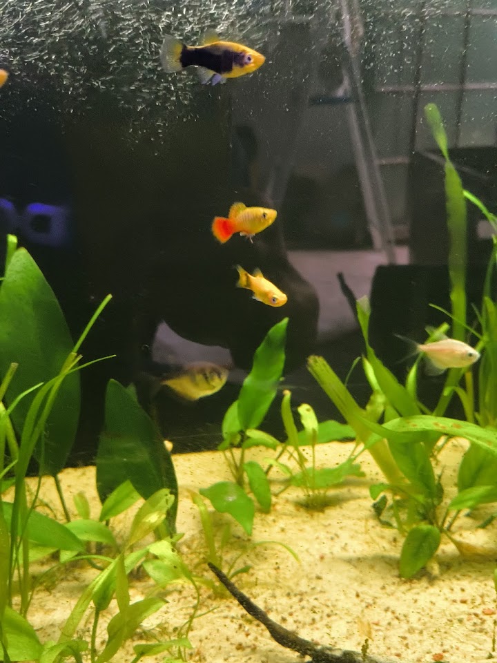 Foto de Nei Pet Aquarismo | Atendimento com HORA MARCADA| Peixes ornamentais
