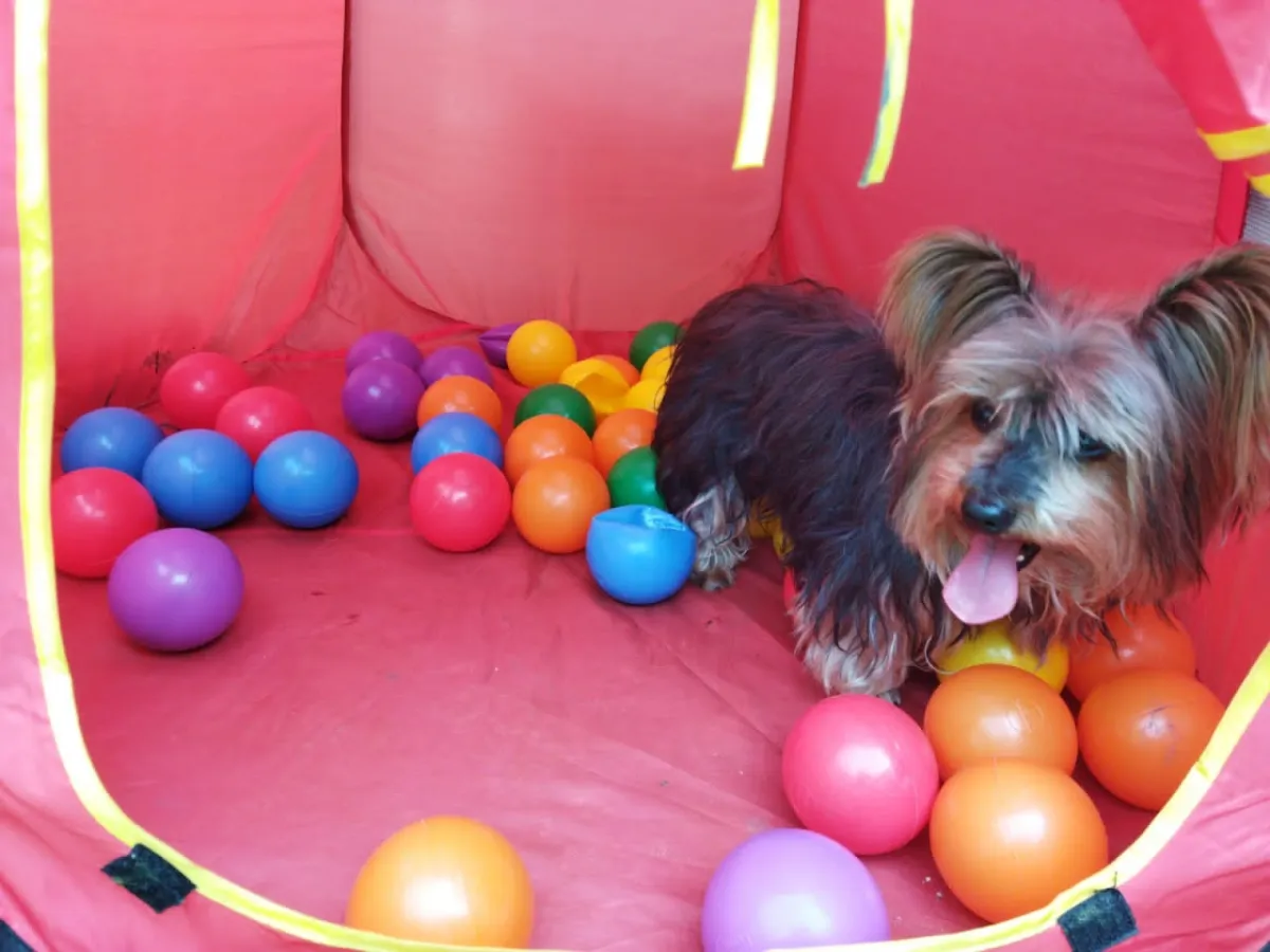 Foto de Hotel e Creche Pet Amigo Feliz - Sala A