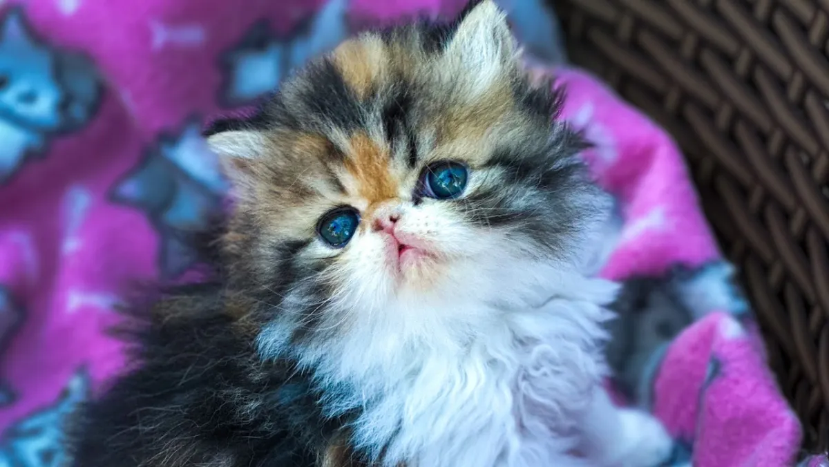 Foto de Bulgen Cats - Gatil de Gato Persa e Exótico
