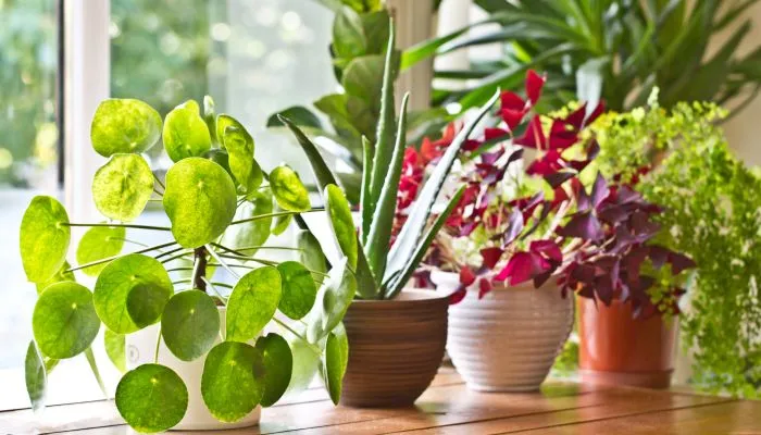 Foto de Coisa de Sis | Casa, Plantas & Presentes