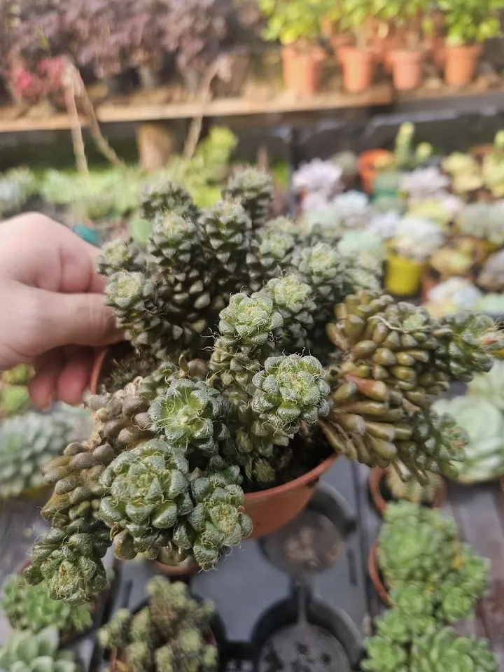 Foto de Horti Plus Floricultura, Garden e Paisagismo