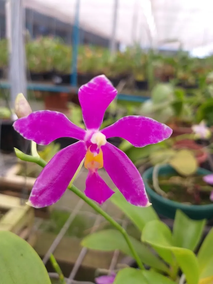 Foto de orquidario Datribo