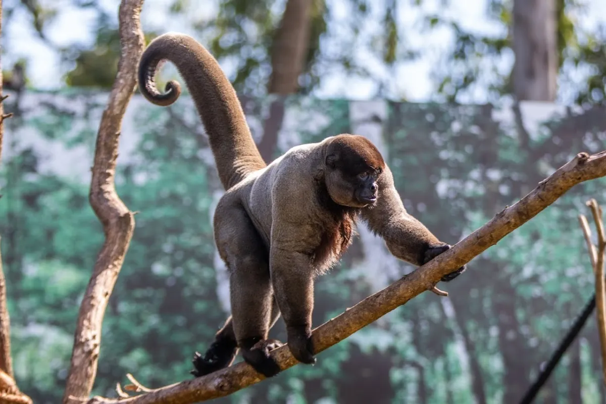 Foto de Zoo Park Foz